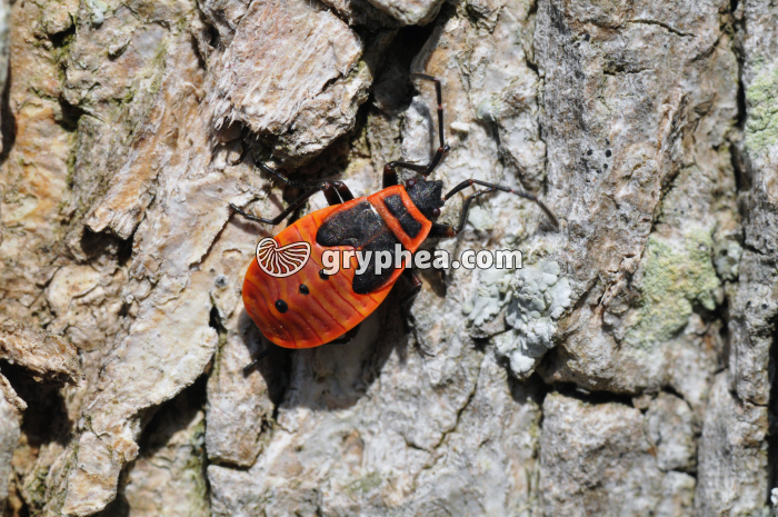 Pyrrhocore stade larvaire (Pyrrhocoris apterus) - gryphea.com